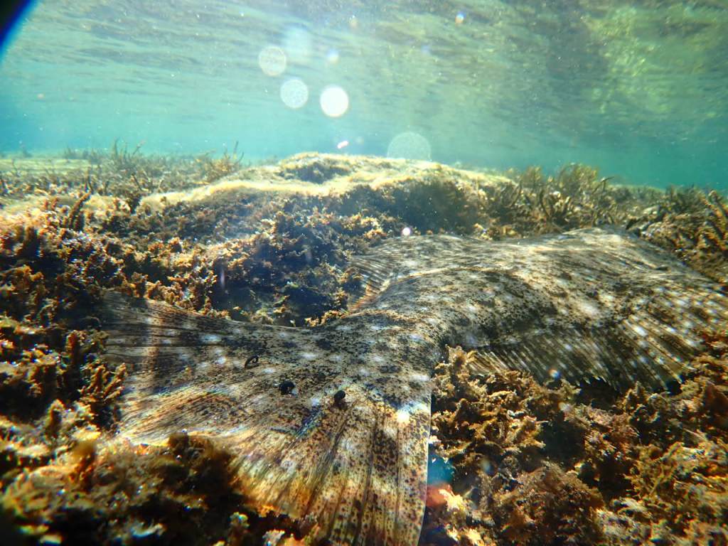 勝浦鵜原ビーチダイブ