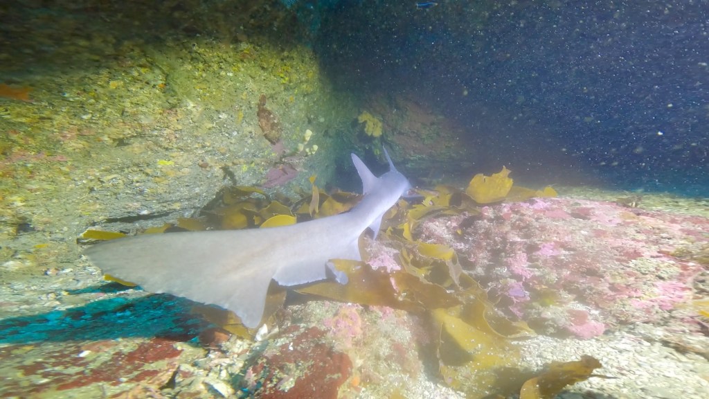 勝浦鵜原2ビーチ行川2ボート1ビーチ