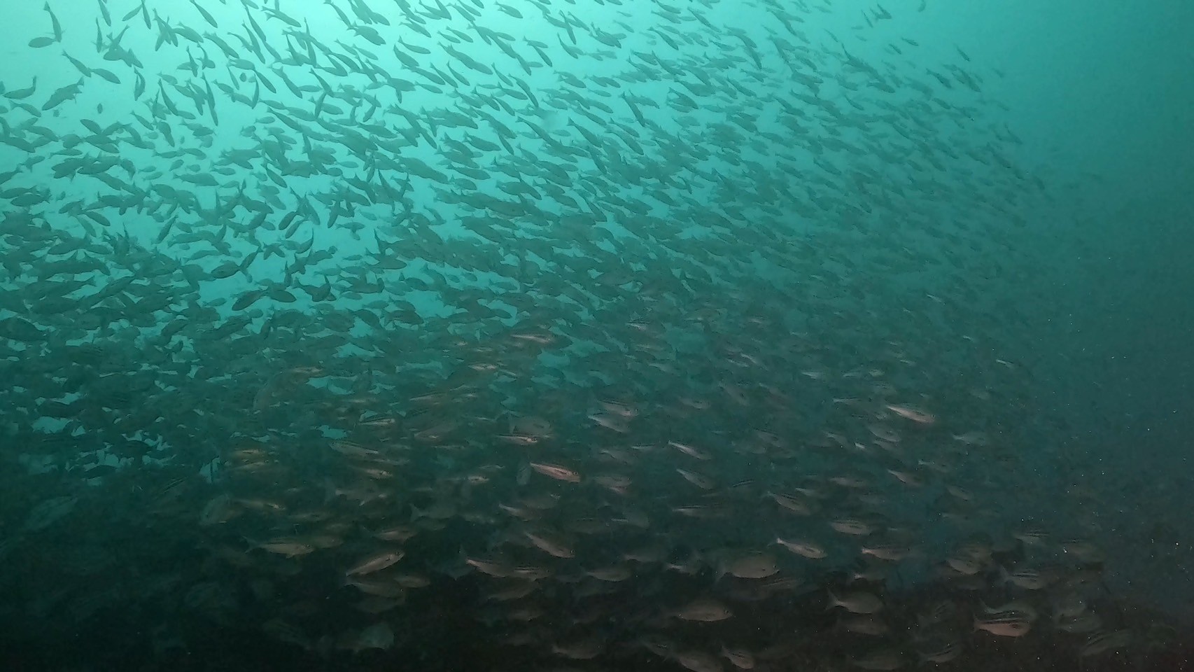 ウマノセ・圧倒的な魚影