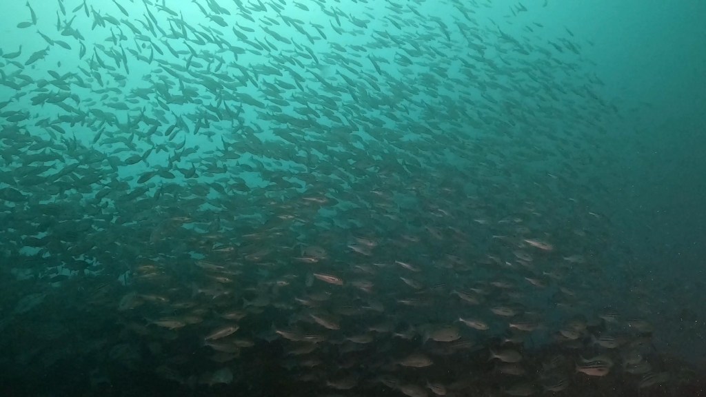 ウマノセ・圧倒的な魚影