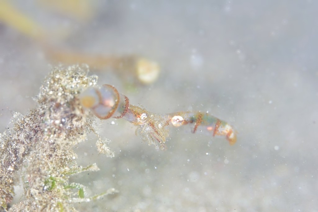 ビーチも盛り上がってきました。