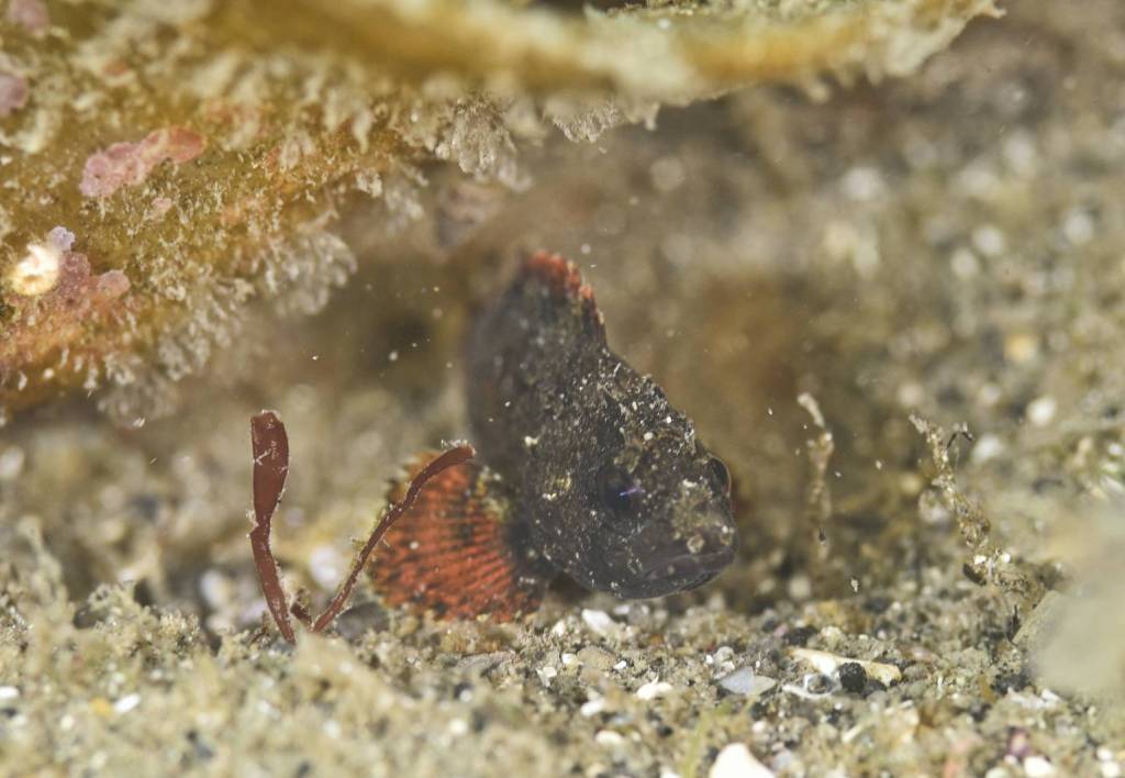 ビーチDIVE後にビズショー