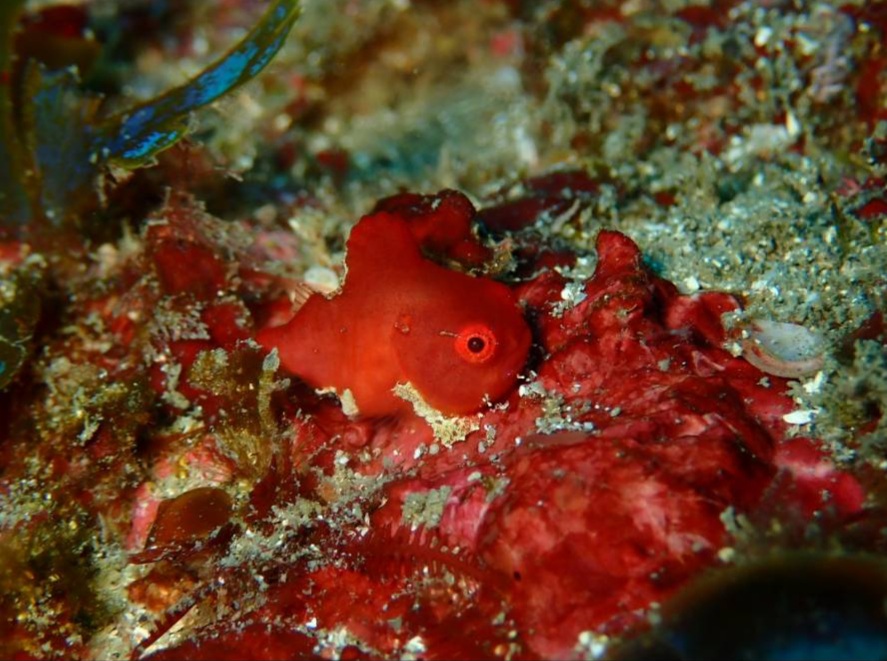 Newダンゴウオでた！