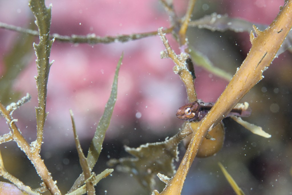 ビーチダイブでした。