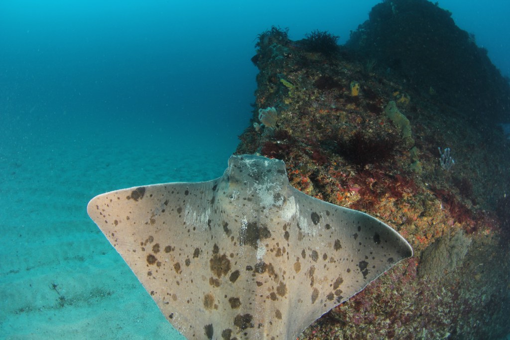 トビエイ、ダンゴウオと出てますよー。
