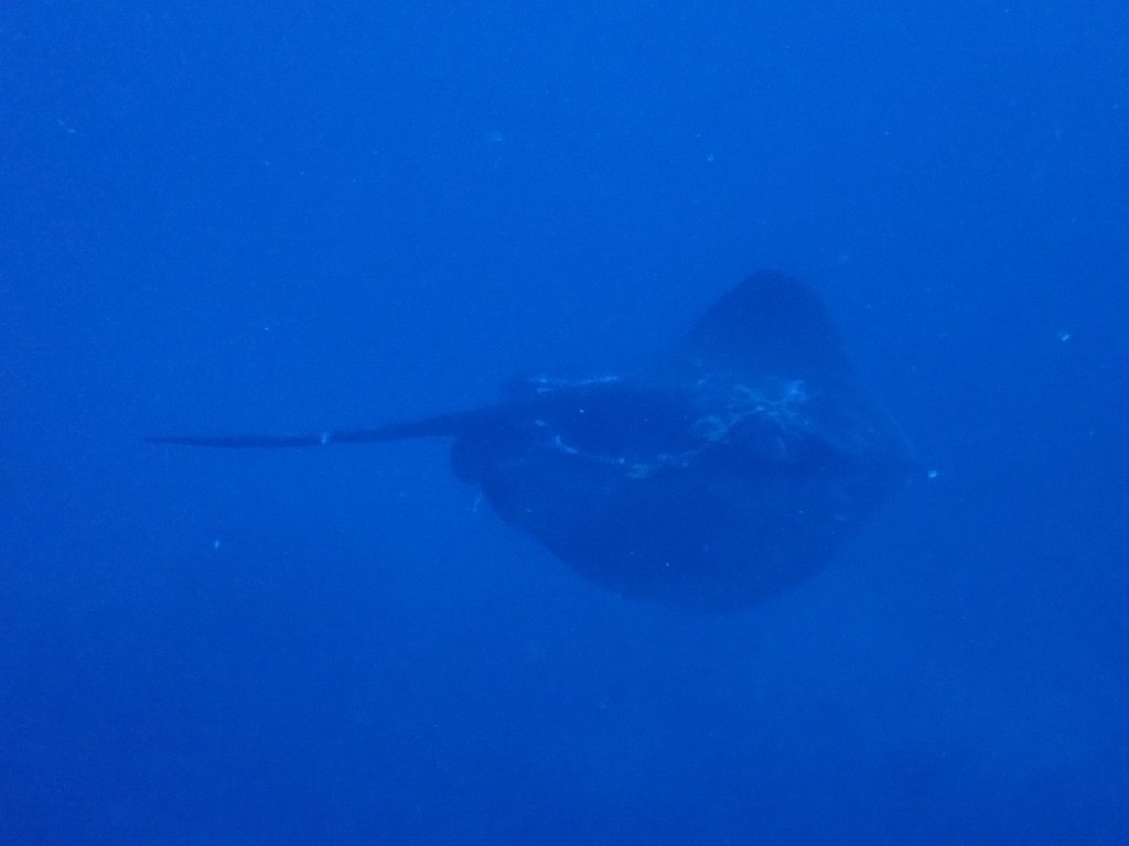 冬季限定ポイント潜ってきました