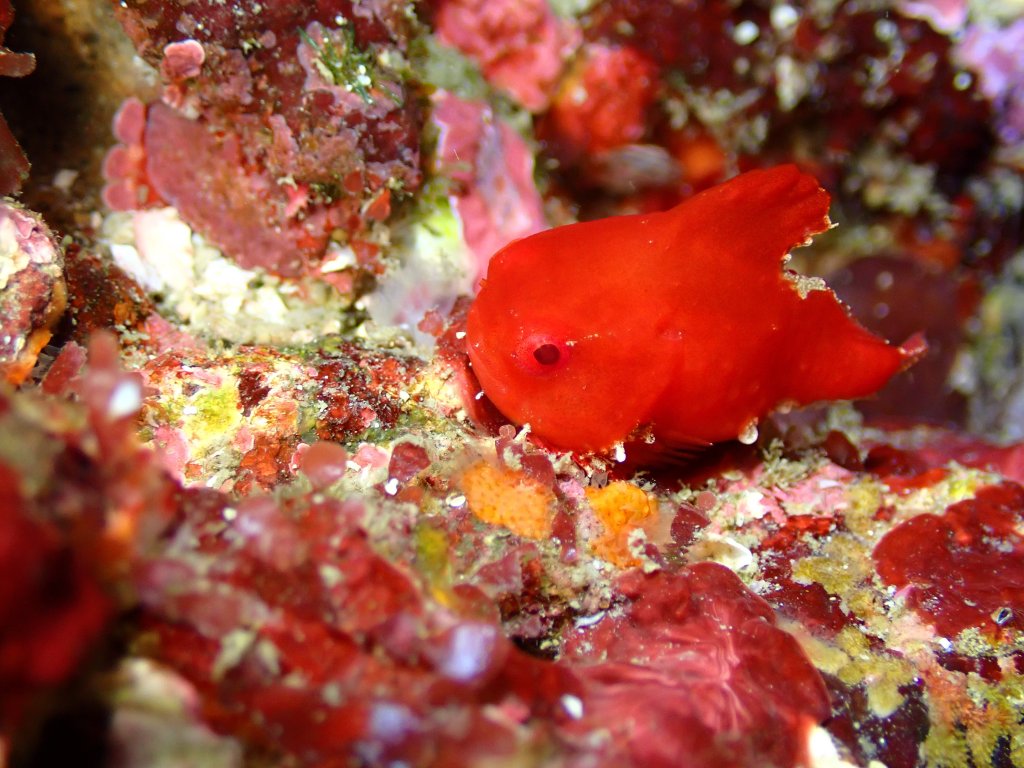 今季初のダンゴウオみつかりました！