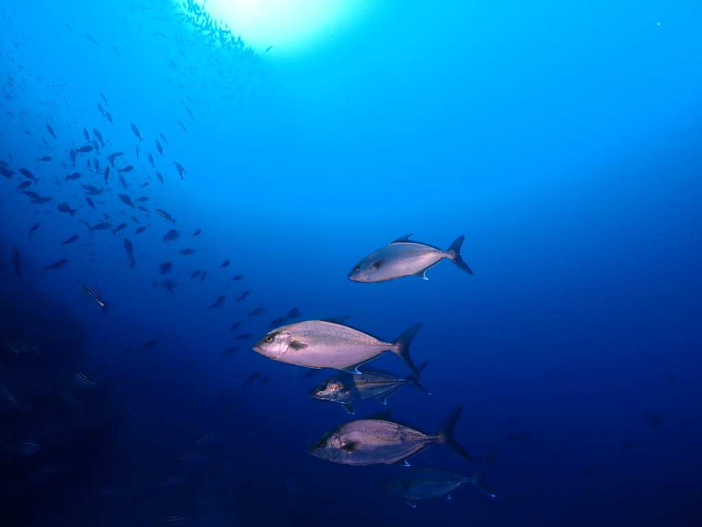 fUN1ビーチ1ボート午後の部体験ダイビング