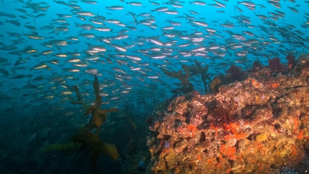 昼から風吹いてきた。