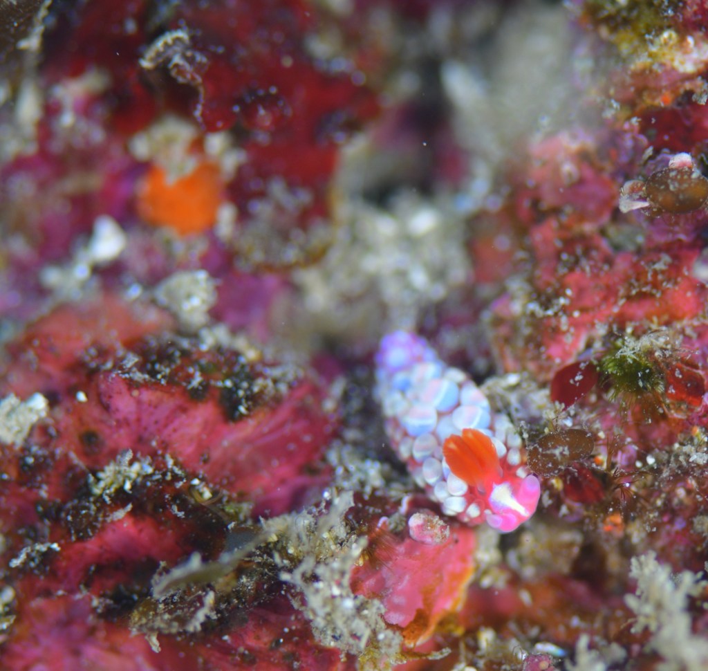 マクロも楽しい