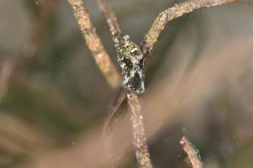 ビーチ潜ってきました。