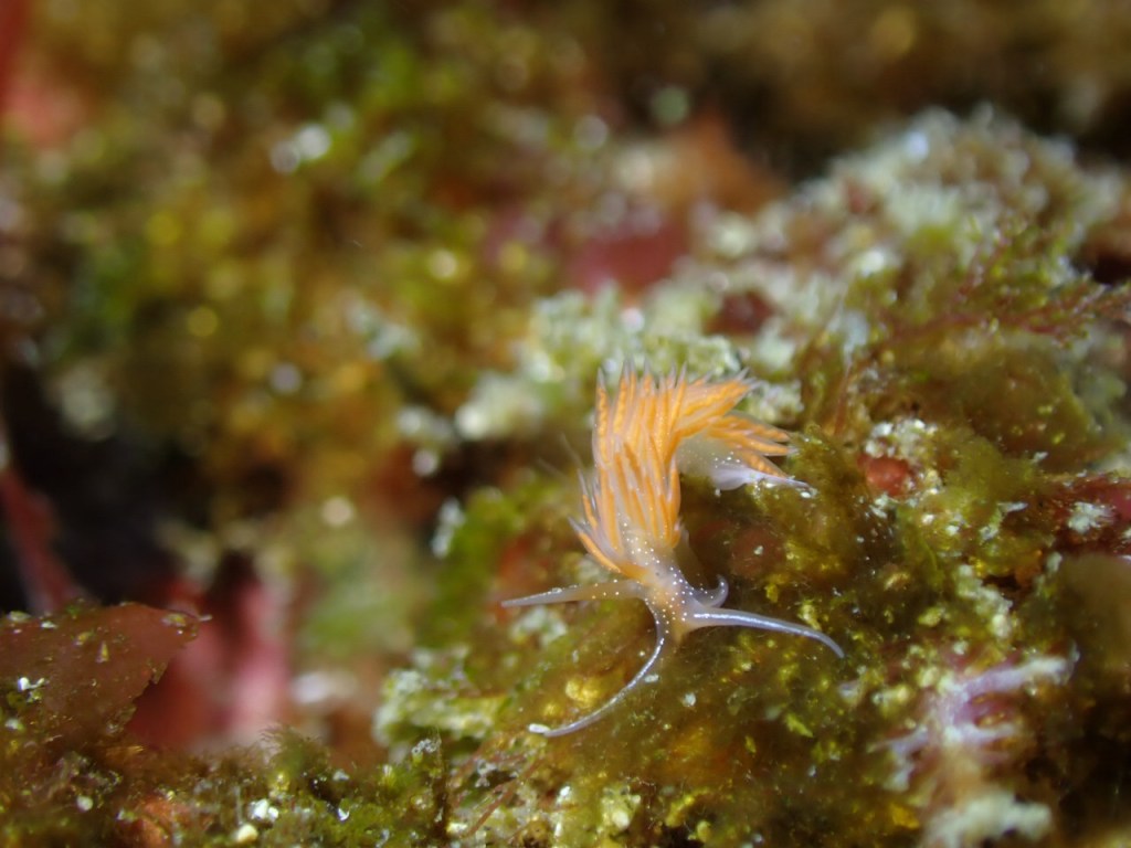 マクロ探しでした