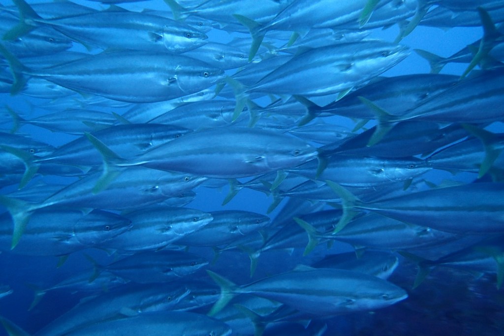 回遊魚がすごい！
