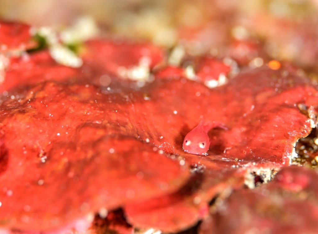 今季初ダンゴウオ幼魚みつけた