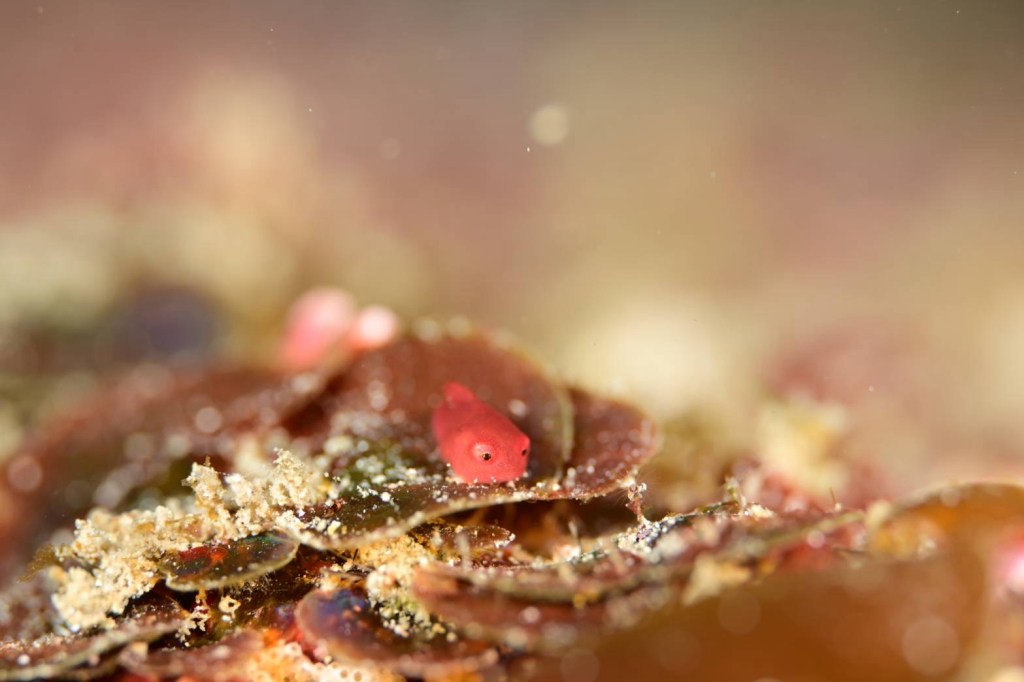 ダンゴウオやハッチアウト