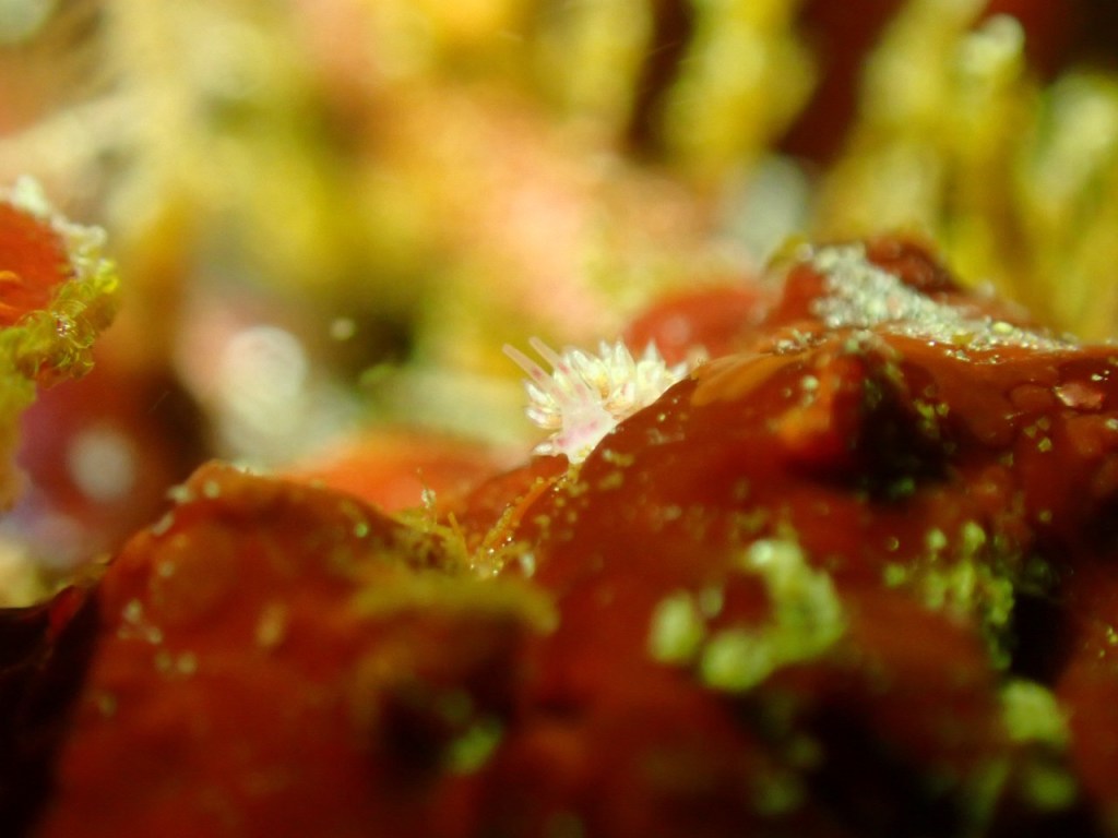 今日も潜れました。