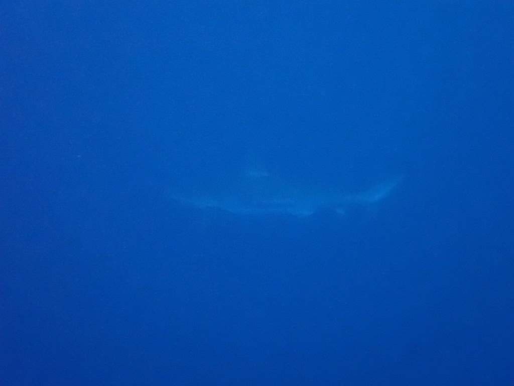 良い感じに出物でてます。