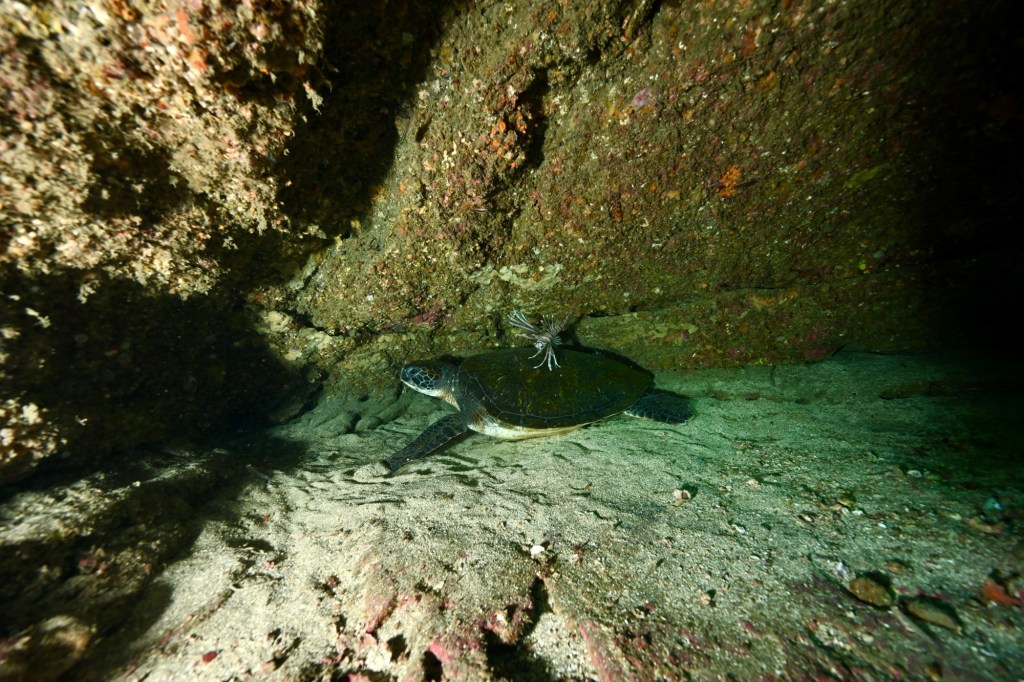 ラストウマノセでした。