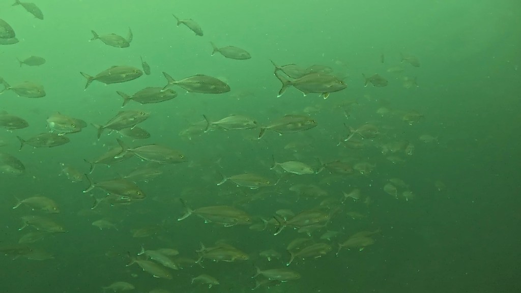 回遊魚からウミウシ。