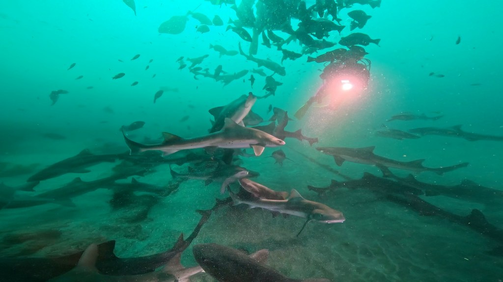 2チームで動いてきました。