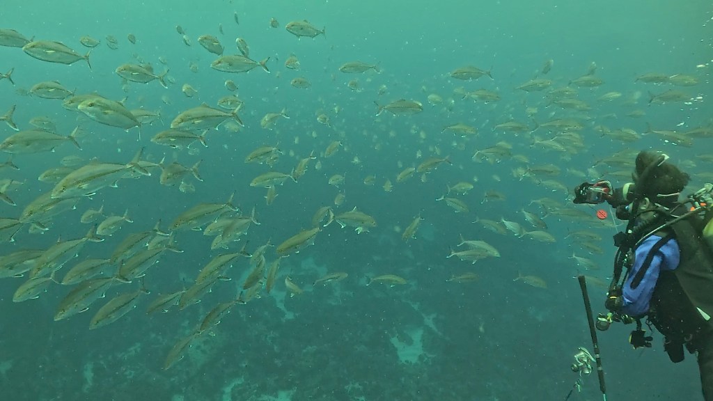 カンパチ大群大当たり