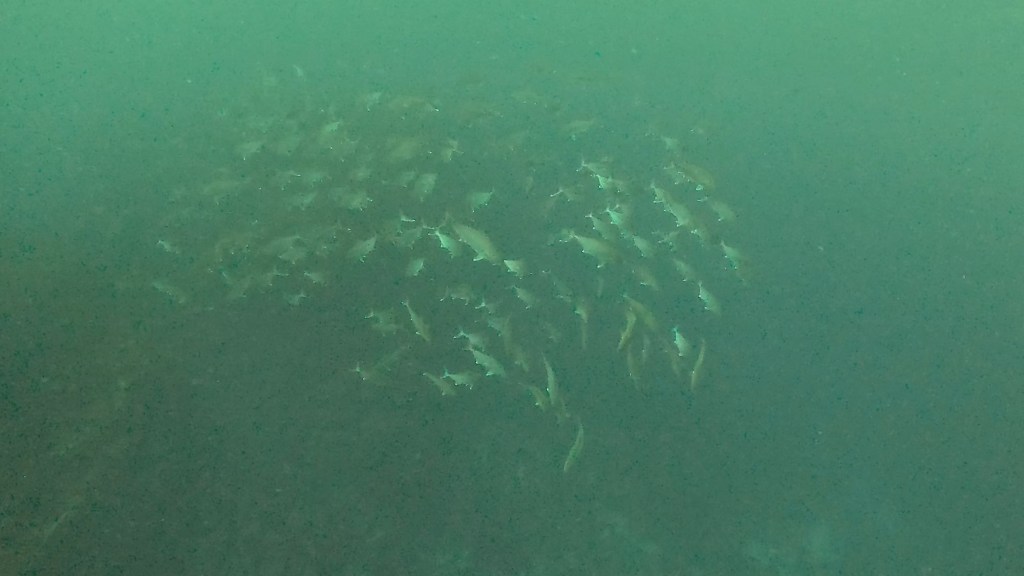 回遊魚からサメと出物が