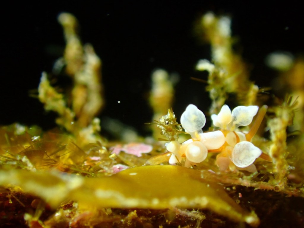 張り付きマクロ