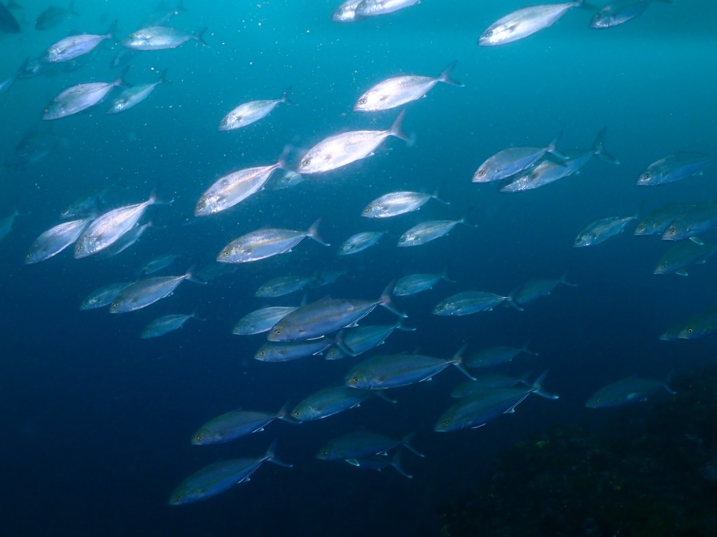 GW初日カンパチ大当たり