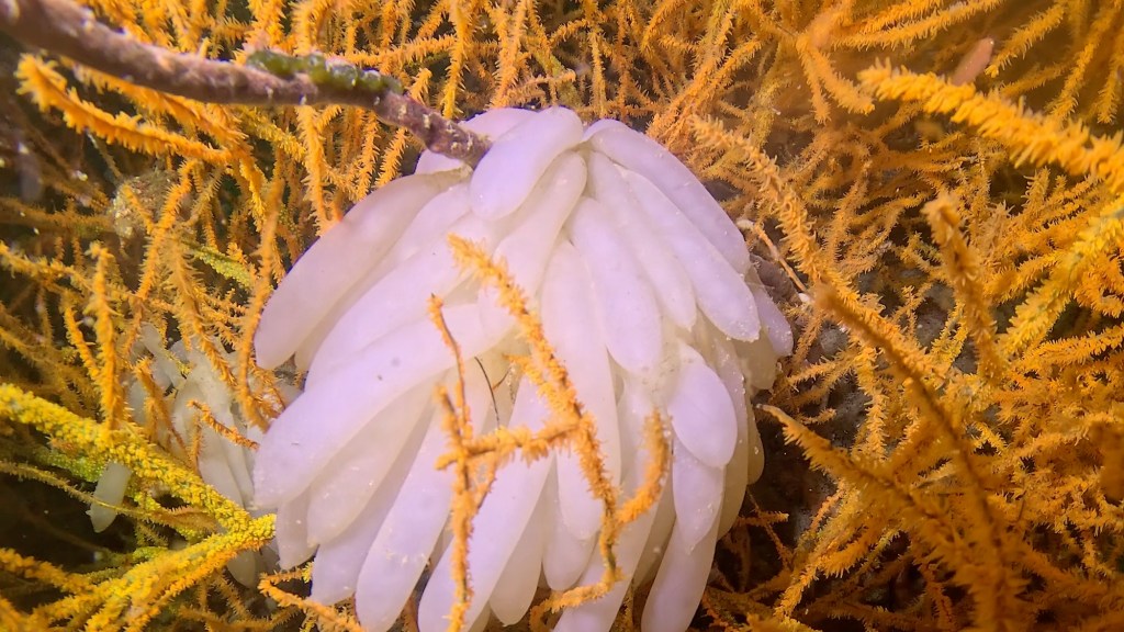 今日はこちらに