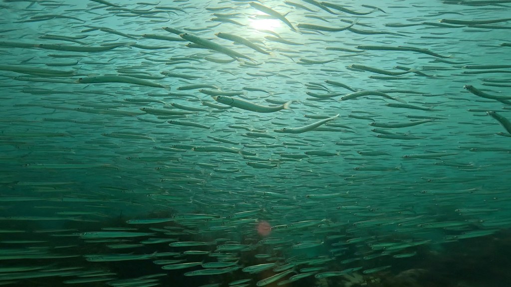 イワシがすごい！