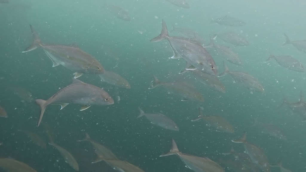 講習、FUNDIVEでした。