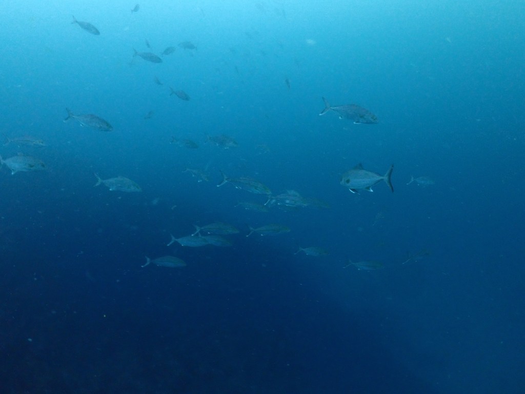 カンパチアタック