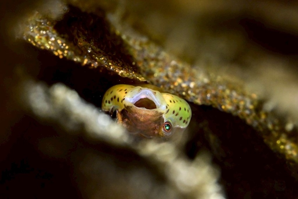 エッグダイブでした。