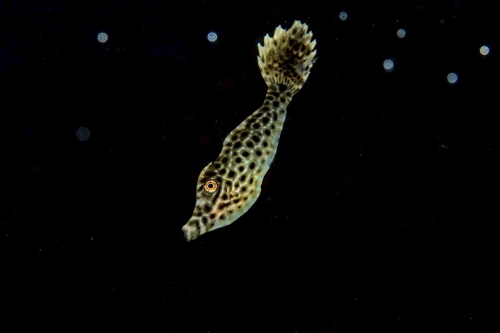 浮遊系も盛り上がってます。