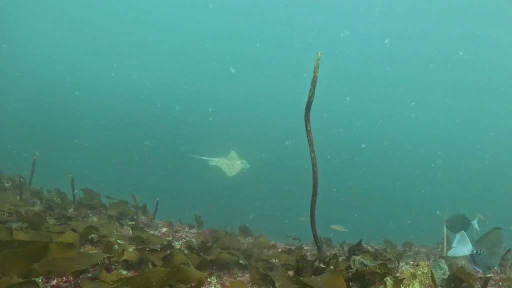 ウェットで潜ってきました。