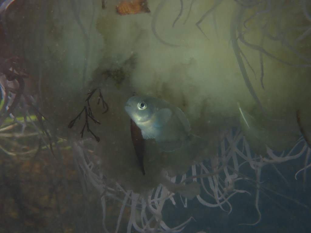 ハナビラウオでましたー。