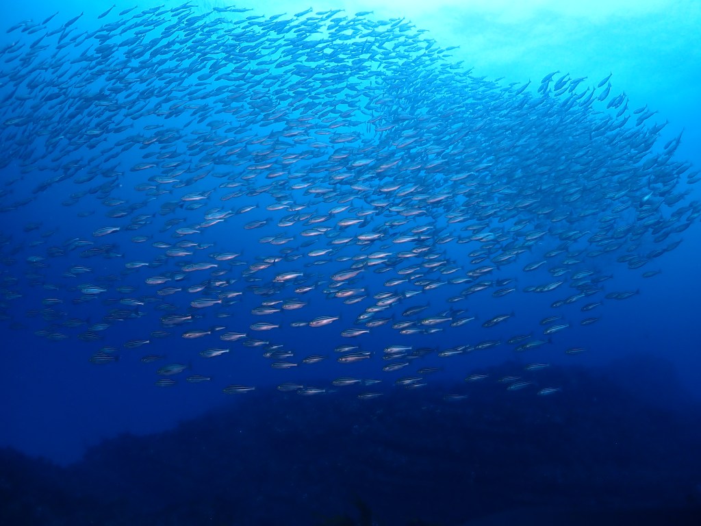 ワイドからマクロと