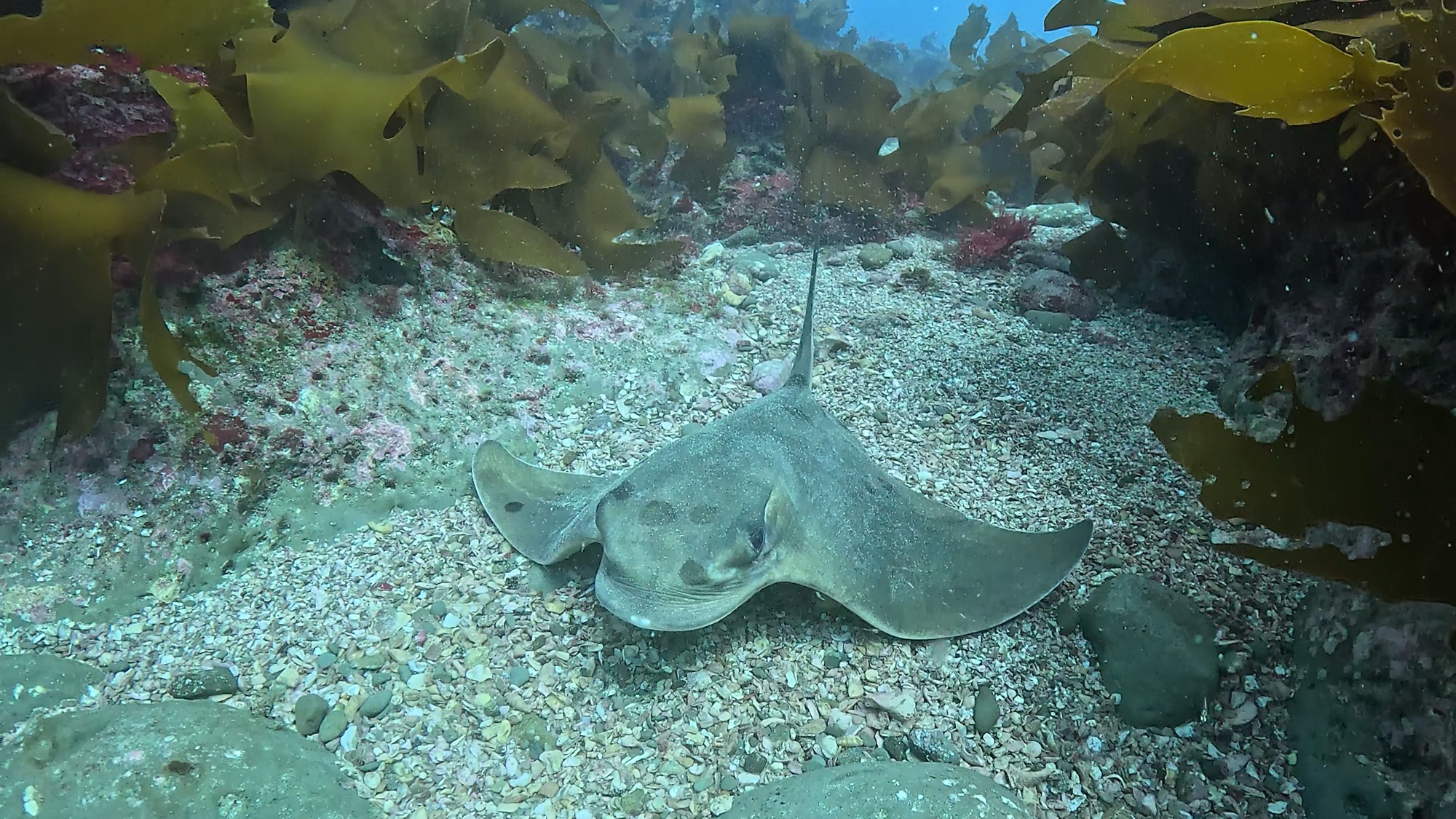 FUNDIVEコースでした。