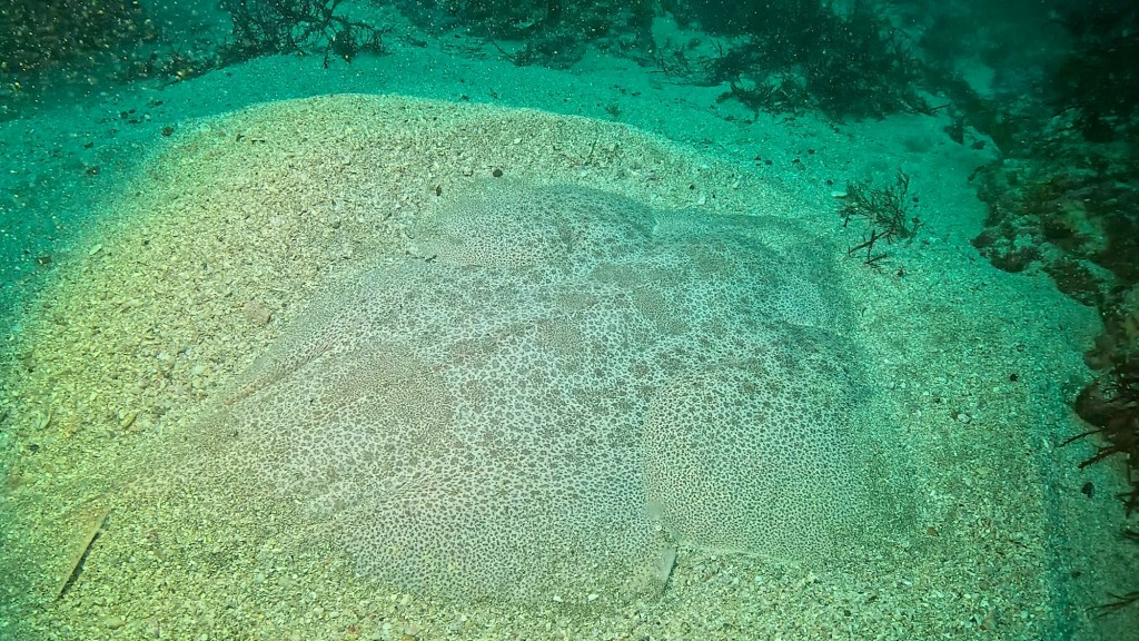 FUNDIVE.シュノーケリングでした。