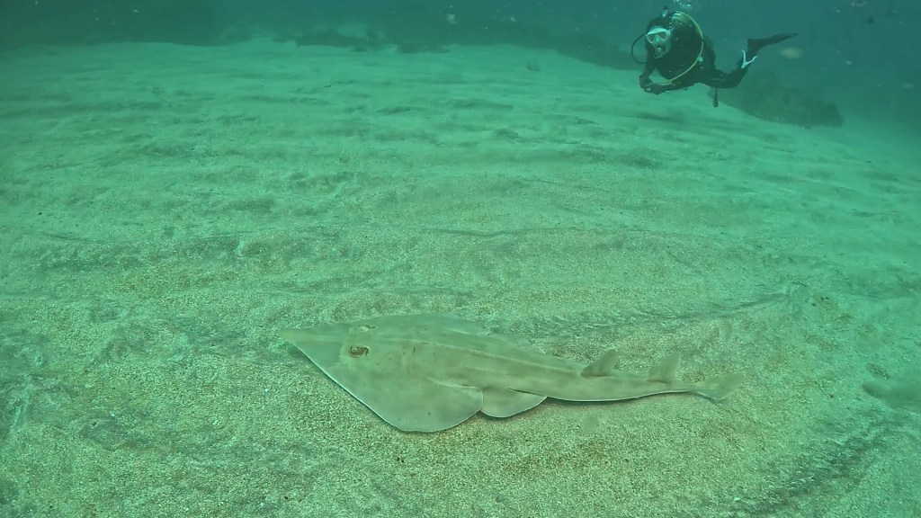 FUNDIVE.シュノーケリング.リフレッシュでした。
