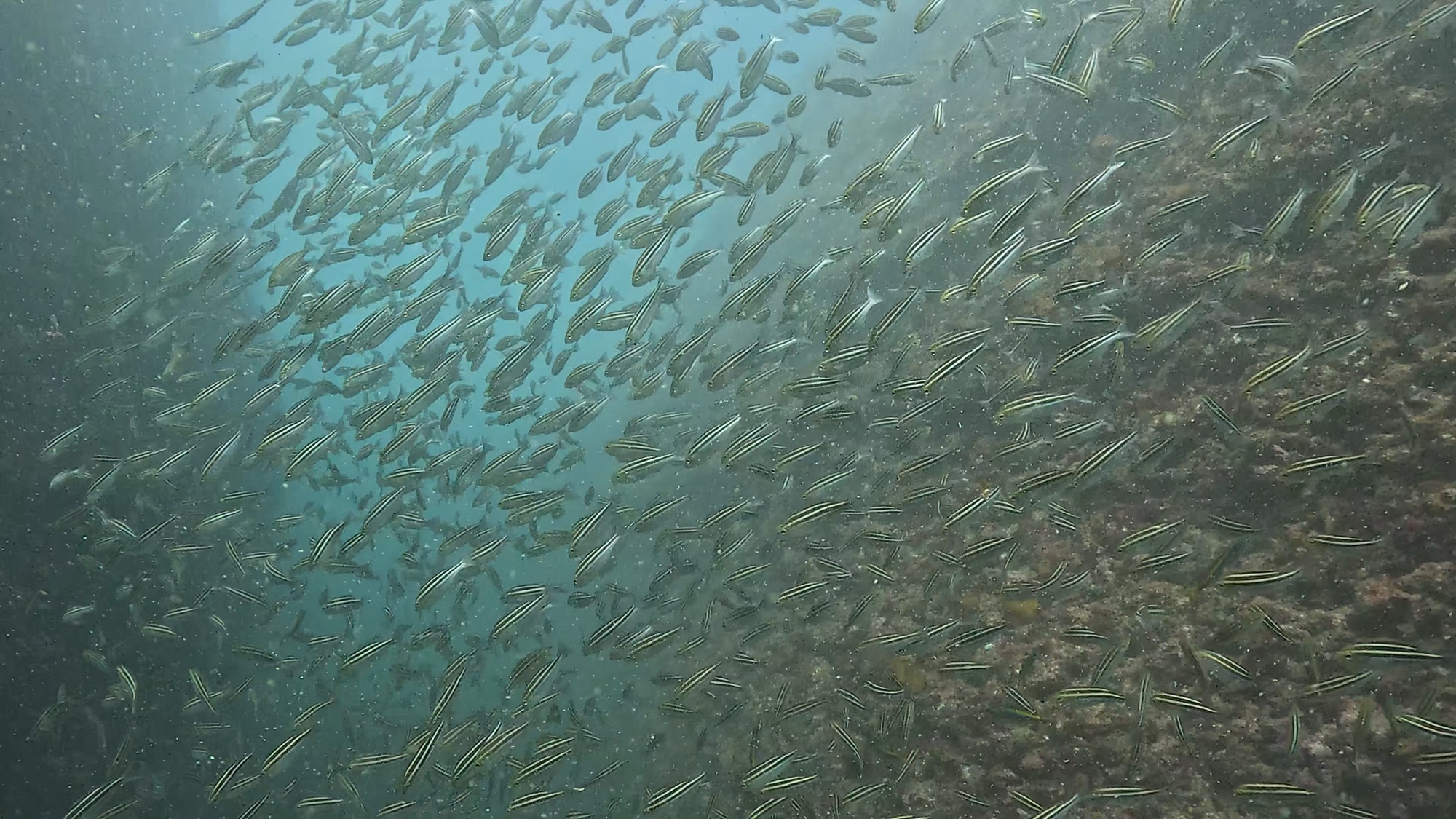 FUNDIVE.シュノーケリング、体験ダイビング