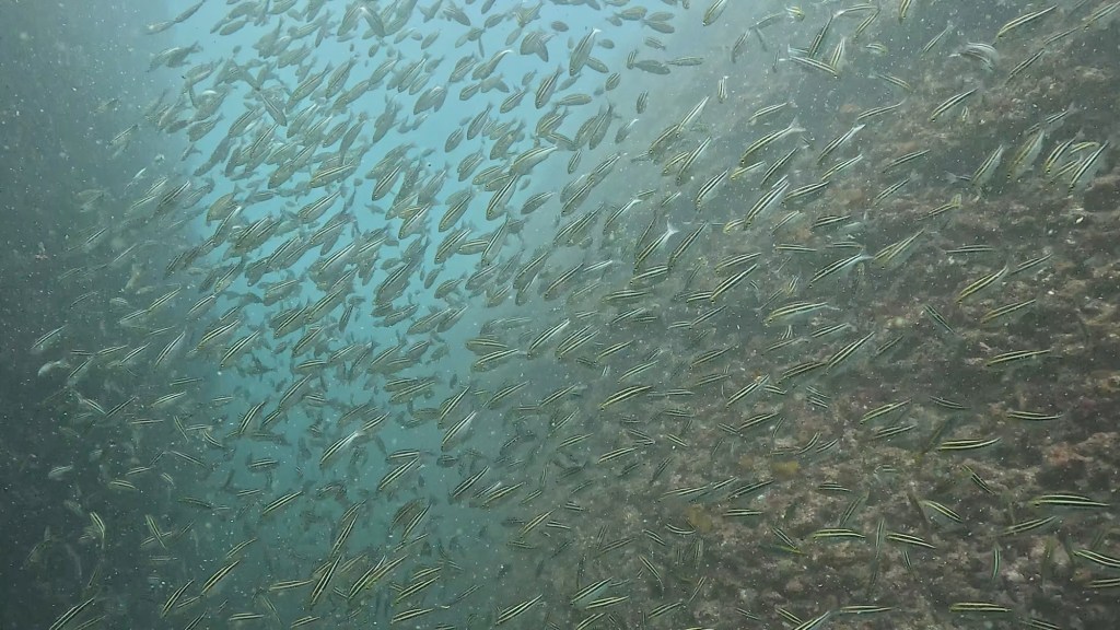 FUNDIVE.シュノーケリング、体験ダイビング