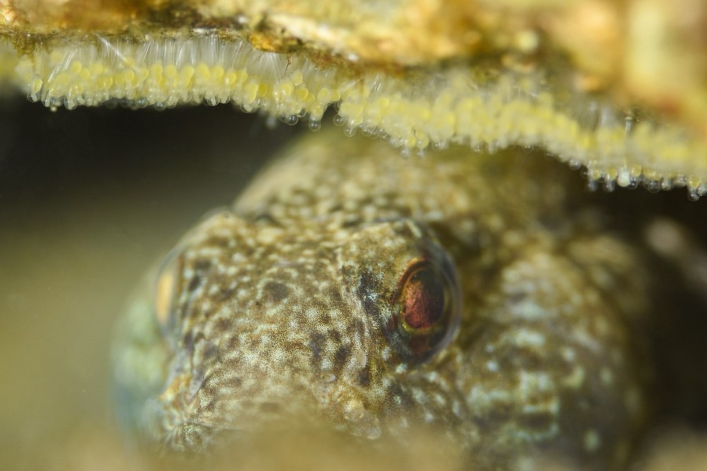 1300記念DIVEでしたー。