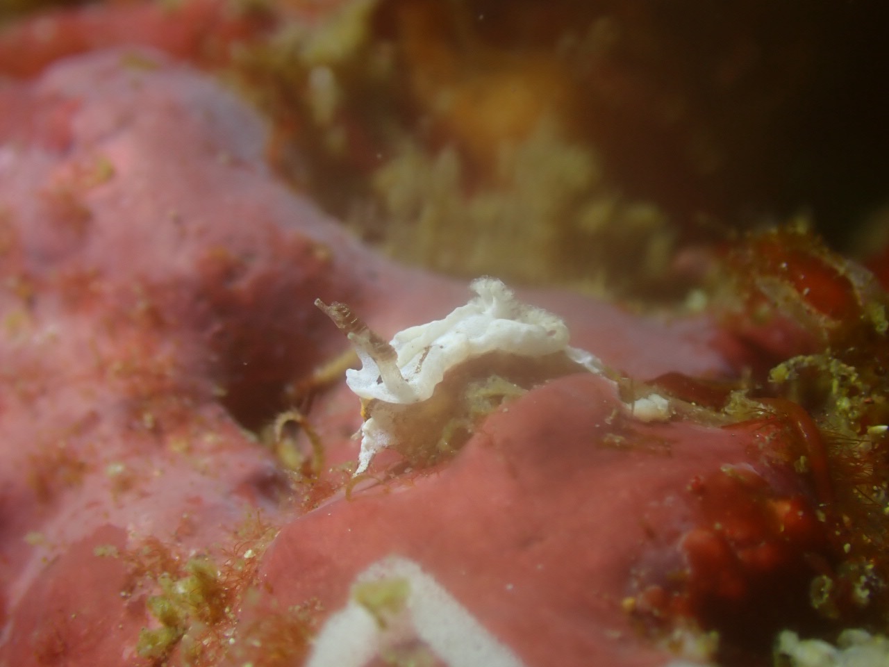 FUNDIVEでした。