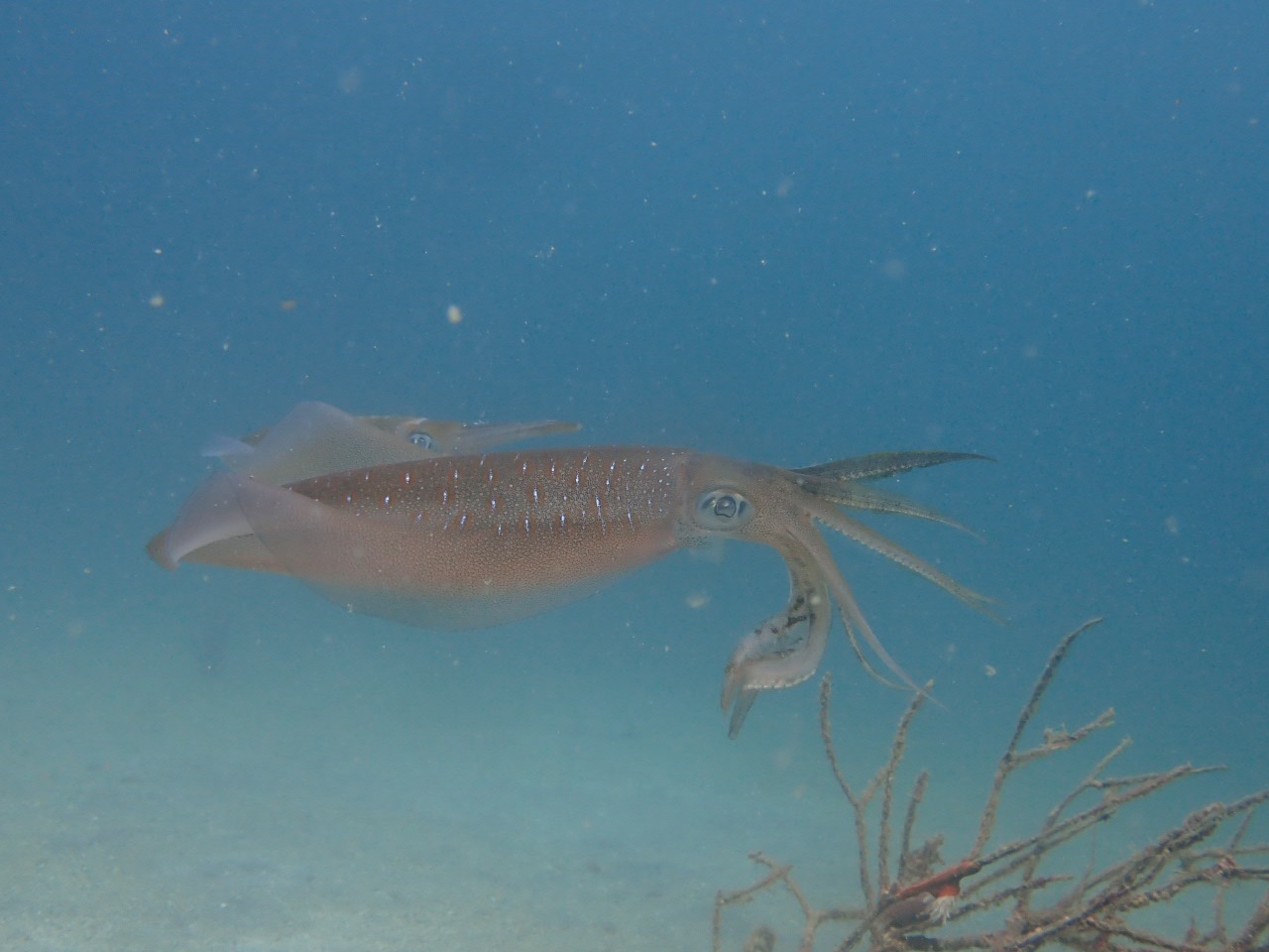 FUNDIVEでした。
