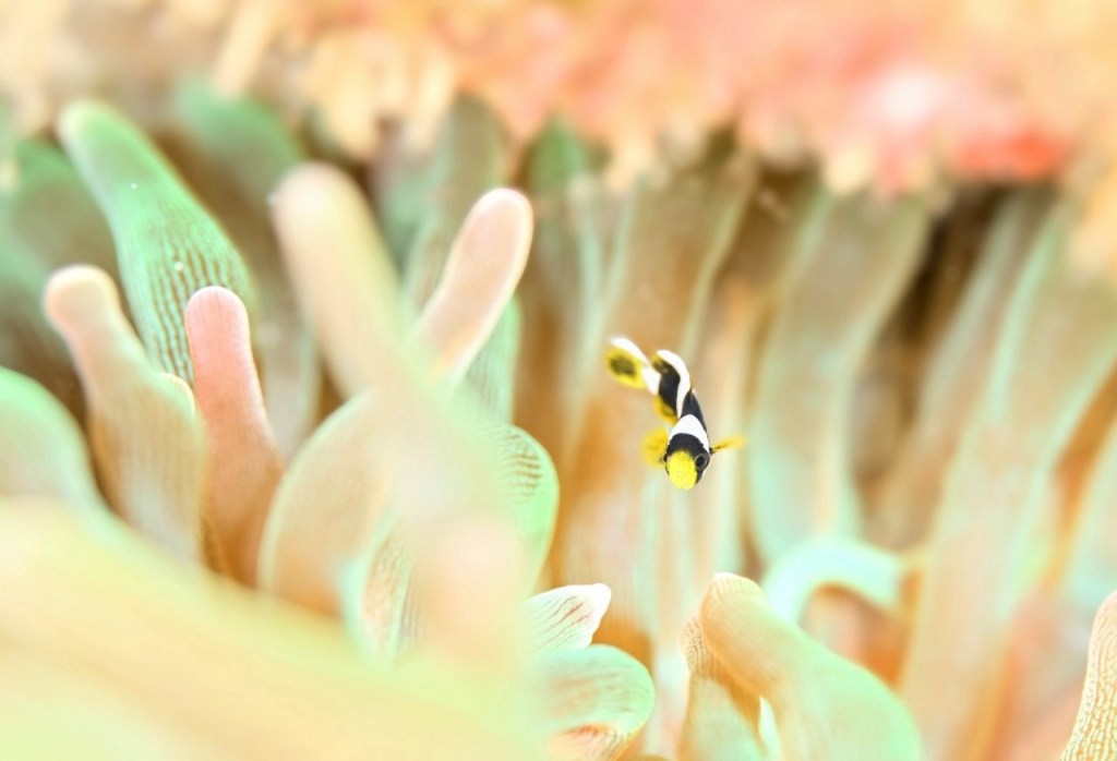 ボート潜ってきました。