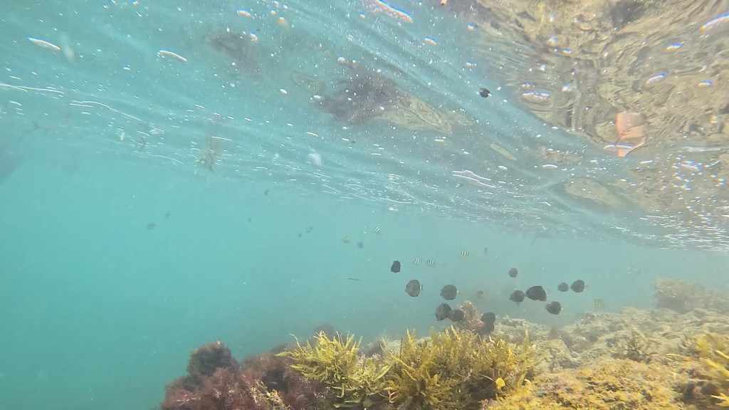 シュノーケリング、体験ダイビングでしたー。