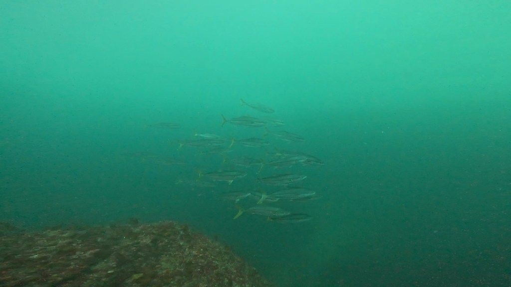 FUNDIVEコースでした。