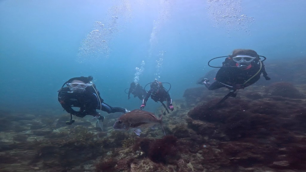 FUNDIVE.ライセンス取得コース.シュノーケリングでした。