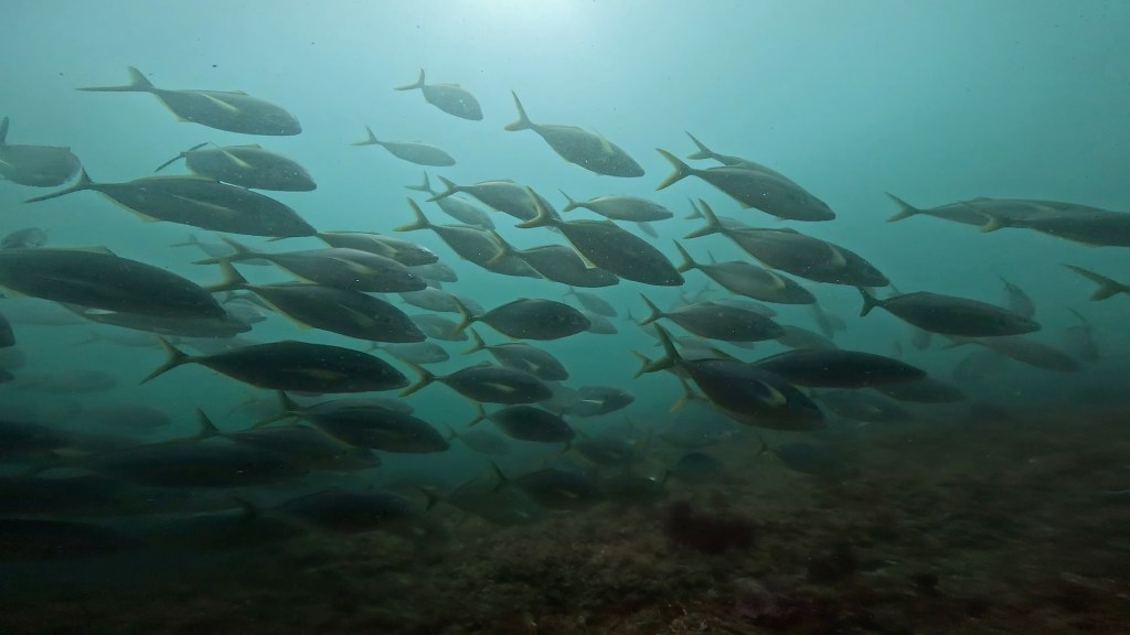 FUNDIVE2ボート、体験ダイビング、シュノーケリング